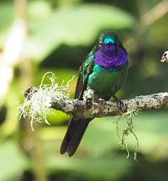 Purple Throated Sunangel