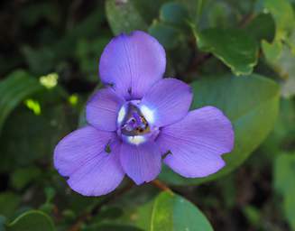 Jorupe Flower Xxx Purple