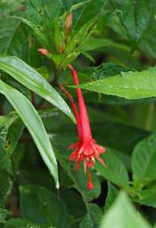 Jorupe Blossom Xxx Red