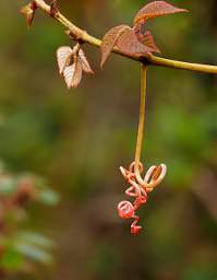 Jorupe Blossom Xxx Jorupe Flower Xxx Pink Yellow
