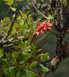 Jorupe Epiphytes