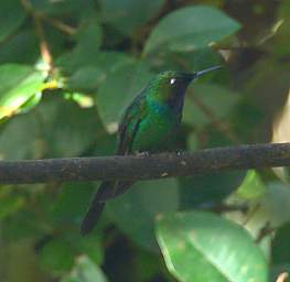 Green Crowned Brilliant