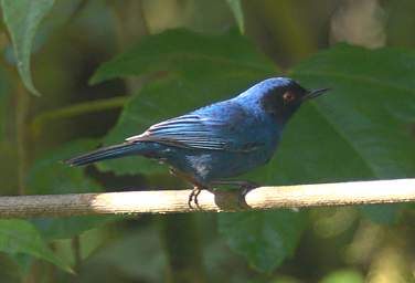 Masked Flowerpiercer