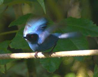 Masked Flowerpiercer