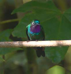 Purple Throated Sunangel