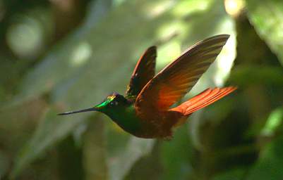 Rainbow Starfrontlet