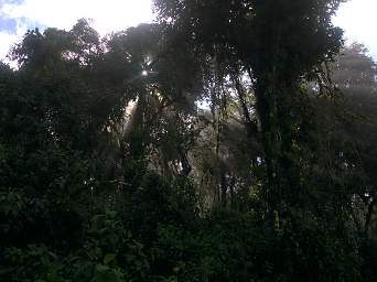 Jorupe Trees Fog Sun