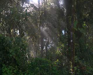 Jorupe Trees Fog Sun
