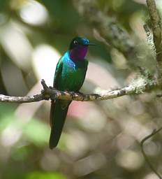 Purple Throated Sunangel