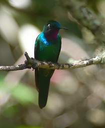 Purple Throated Sunangel