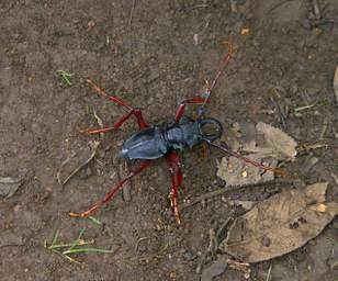 Jorupe Beetle