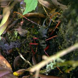 Jorupe Beetle