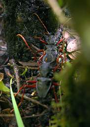 Jorupe Beetles Copulating