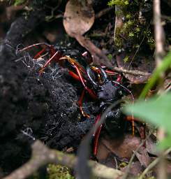 Jorupe Beetles Copulating