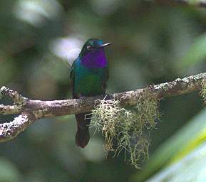 Purple Throated Sunangel