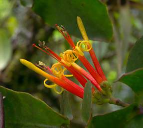 Jorupe Flower Yellow Orange Curly