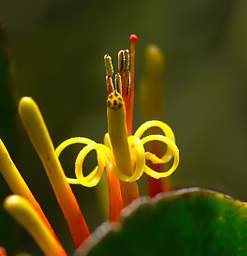 Jorupe Flower Yellow Orange Curly