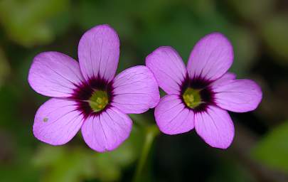 Jorupe Flower Lavender