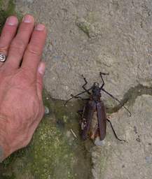 Jorupe Beetle