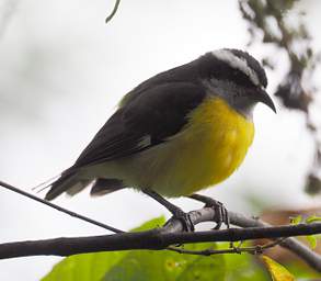 Bananaquit