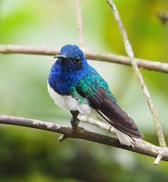 White Necked Jacobin