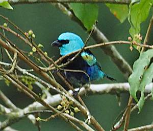Blue Necked Tanager