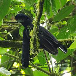 Umbrellabird