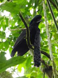 Umbrellabird