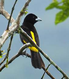 Lemon Rumped Tanager