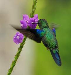 Xxx Hummingbird