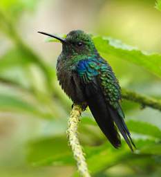 Xxx Hummingbird