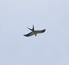 Swallowtail Kite