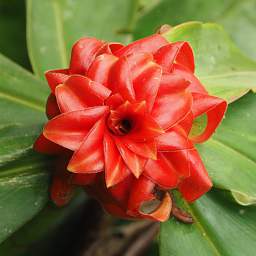 Flower Xxx Red