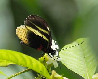 Cydno Longwing Heliconius Cydno