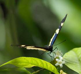 Cydno Longwing Heliconius Cydno