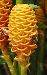 Flower Zingiber spectabile