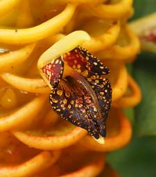 Flower Zingiber spectabile