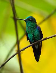 Xxx Hummingbird