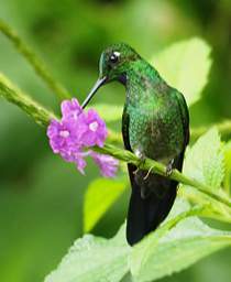 Xxx Hummingbird