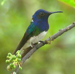 White Necked Jacobin