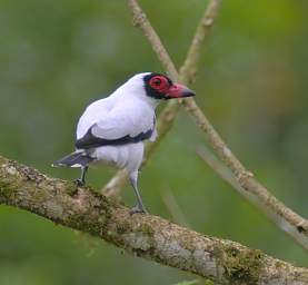 Masked Tityra