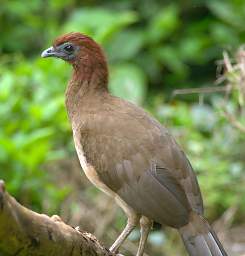 Rufous Headed Chachalaca
