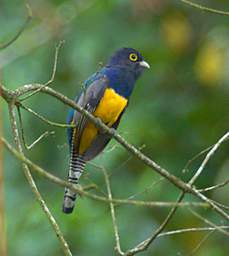 Northern Violaceous Trogon
