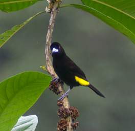Lemon Rumped Tanager