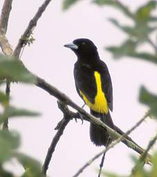 Lemon Rumped Tanager