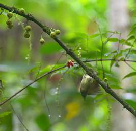 Xxx Olive Striped Flycatcher