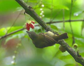 Xxx Olive Striped Flycatcher
