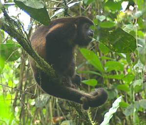 Umbrellabird Howler Monkey