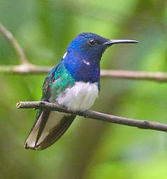 White Necked Jacobin