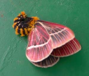 Moth Xxx Red Orange